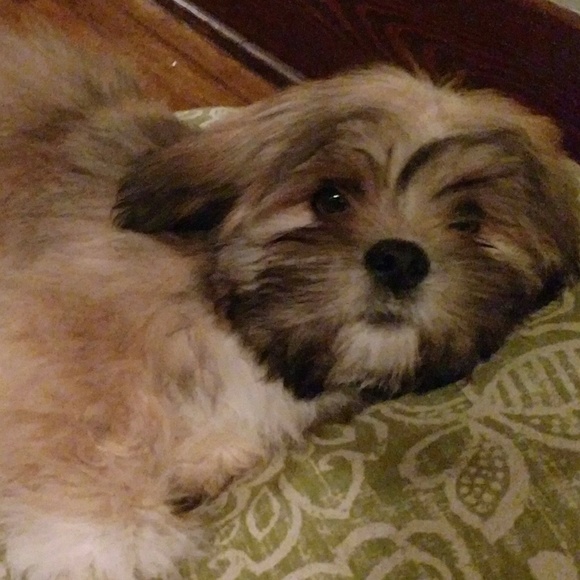 💓NEW 💓🐕🐕🐕🐕🐕🐕❣️PUPPIES❣️ - Picture 5 of 7